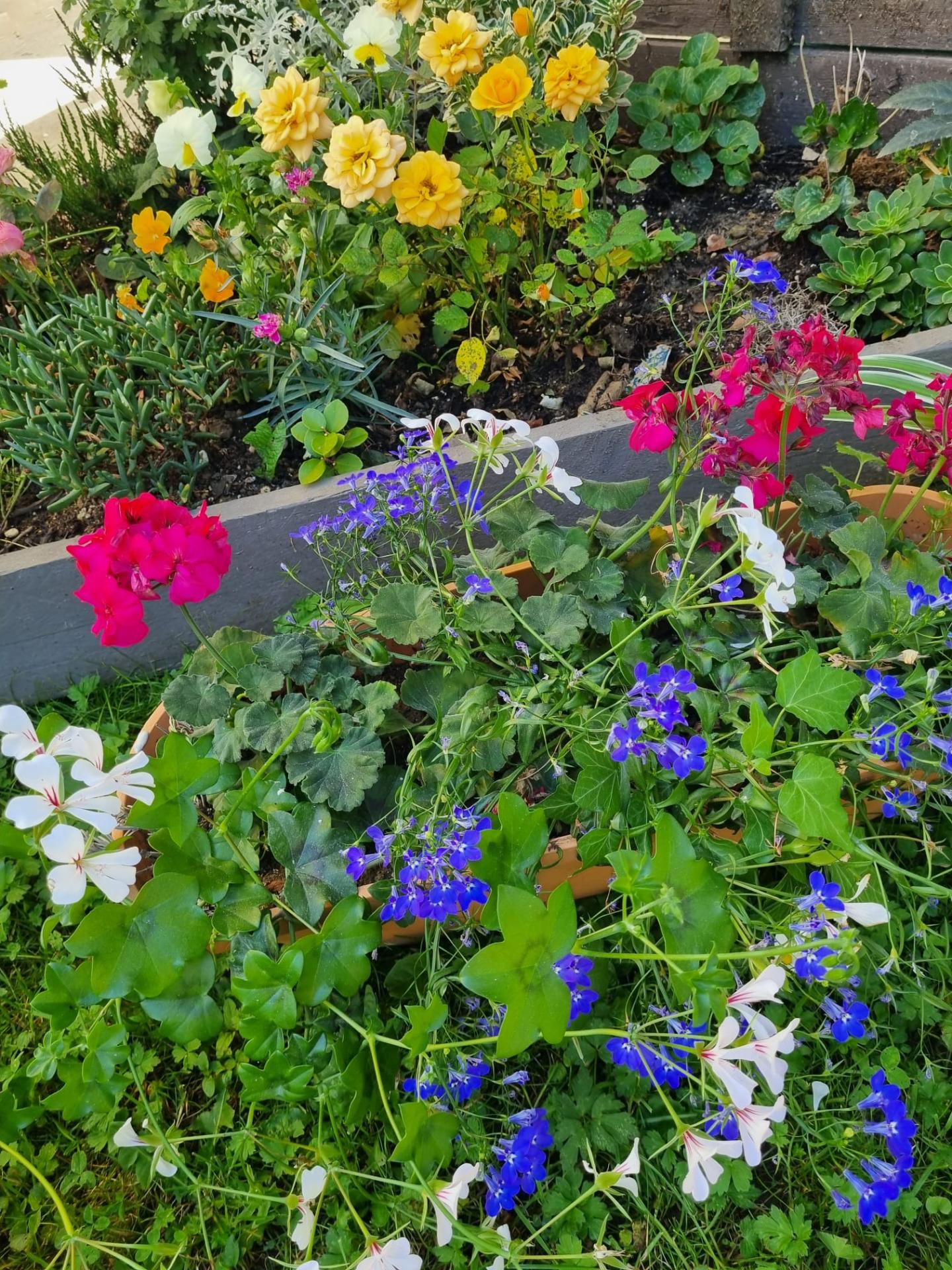 Les fleurs de notre jeu!! Valoche